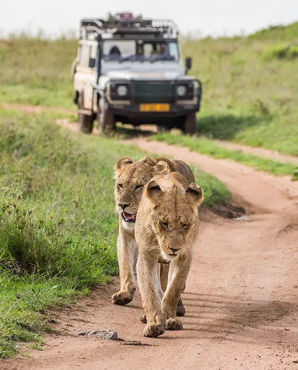 Game drives/viewing